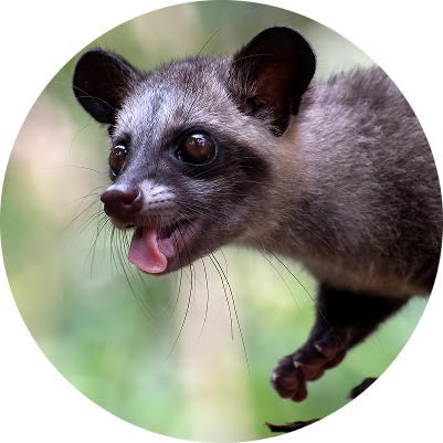 その他害獣